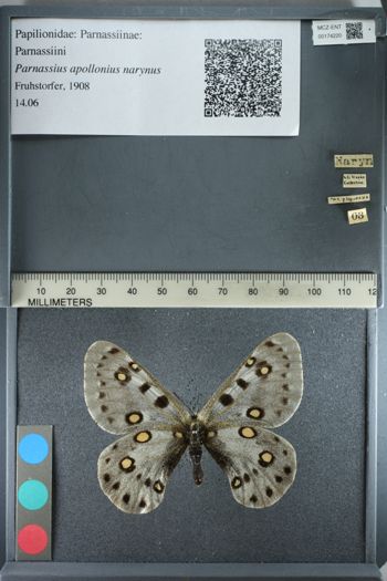 Media type: image;   Entomology 174220